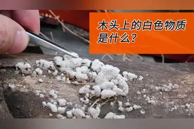 木头上的白色东西是什么？蘑菇还是霉菌？放大1000倍看看