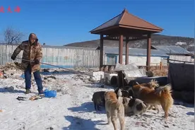 大海制作抓狗工具，铁丝，铁管全用上，狗太聪明，抓不住啊