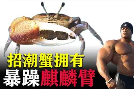 招潮蟹为什么一个钳子大，一个钳子小？