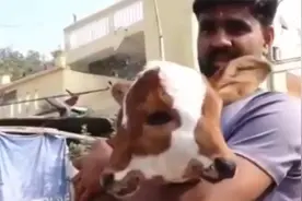 印度小牛四眼两嘴被奉为神牛