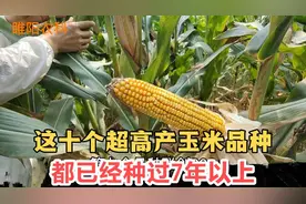 这十个超高产玉米品种，都已经种过7年以上，亩产最高1663公斤