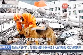 功勋犬走了：汶川地震中救出15人的搜救犬沈虎离世视频封面