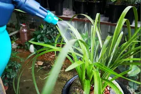兰花得了黑斑病，别光用杀菌药，喷一次它，效果更好视频封面