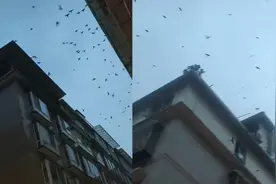 头皮发麻！四川一地燕子成群盘旋乱飞，目击者：已经持续4天了视频封面