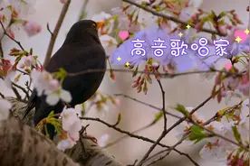 黑乌鸫叫声美，连口大唱铿锵婉转有气势，嘹亮高音能传几里地视频封面