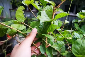 冬季养茉莉花，叶片掉光了别慌，这样处理还能救活！视频封面