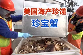 美国渔民笼捕成吨太平洋珍宝蟹，整蟹蒸煮脱壳做蟹肉罐头视频封面