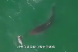 日本人首创“骨泳”，将活鱼割肉再扔回鱼缸，观看鱼骨游泳！视频封面