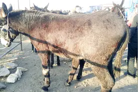 东北驴马交易市场，驴皮15一斤，活驴也15一斤，养驴能赚钱吗？视频封面