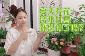 夏天养花最愁人的两大难题，浇水就漏，叶片打蔫，教你一分钟解决
