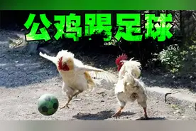 动物与人类互动的十大有爱画面，最后的人类与公鸡踢球太有爱了！视频封面