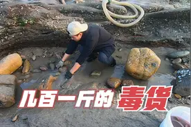 赶海抽毒坑财运爆发！几百一斤的虎鱼都能抓到，翻开石头全是海鲜视频封面