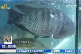 淡水鱼"涨"势汹汹，草鱼周平均价格21.73元/公斤，同比上涨55.0%视频封面