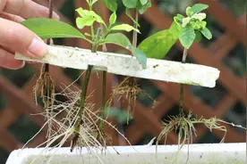 繁殖栀子花，就用这种水培方法，爆长新根最快速