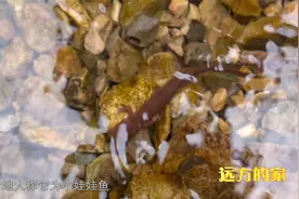 在小溪里，我们又发现了小巧可爱的“小娃娃鱼”——蝾螈视频封面