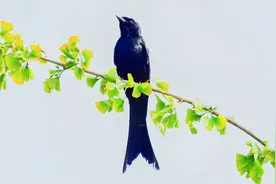 漂亮的黑卷尾，好听的黑卷尾叫声视频封面