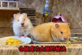 都说仓鼠是独居动物不能合笼饲养，我家这三位已被我养成群居的了视频封面