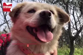 女子婚后住婆家，娘家狗狗每天往返来找她，网友：想看你过得好不视频封面