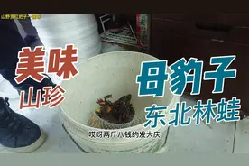 黑龙江大庆的好哥们发2斤林蛙，1斤12到13只左右，邮寄2天就到了视频封面