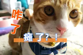 第一次戴上牵猫绳，猫居然瘫了不会走路了，咋回事？视频封面