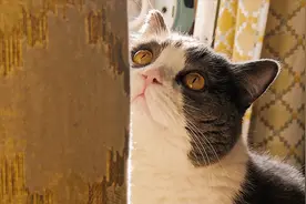 教你用手机拍摄网红宠物写真！小白也能轻松出片