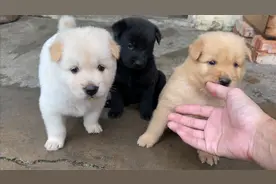 三只小狗满月了，样子越来越可爱，已经开始吃白粥