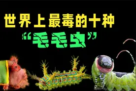最恐怖的十种毛毛虫，虽然长相可爱，但是全身拥有剧毒！视频封面