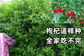 枸杞这样种，全家吃不完