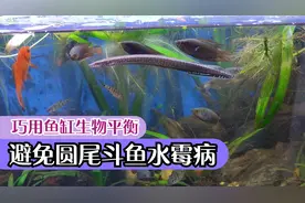 养鱼先养水和鱼缸环境，善用生态平衡，预防圆尾斗鱼长白毛水霉病