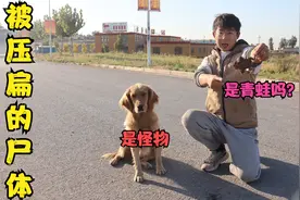 马路上有个被压扁的动物尸体，四只脚没尾巴，这会是个什么东西？视频封面