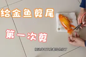 剪鱼鳍对鱼有没有伤害呢？鱼不死把草金的尾剪掉了，看看还能游吗