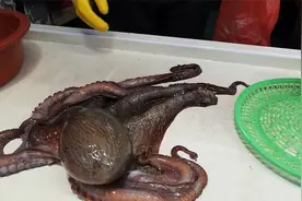 生猛的巨型八爪鱼，随便水煮一下就是美味，过程残忍结局真香视频封面