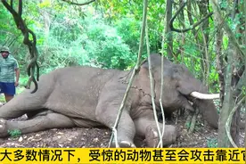 紧急救援，治疗巨大受伤的大象视频封面