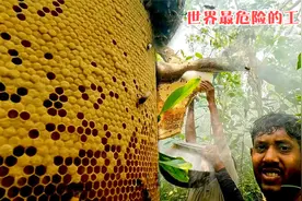 世界最危险的工作，恒河深处的采蜜人，生死只在一瞬间