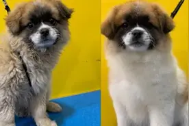 狗狗在宠物店洗澡后毛色都变了，主人当场傻眼不敢认视频封面