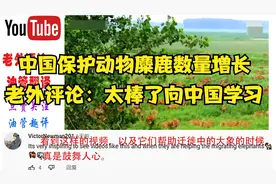 外国评论：老外评论中国麋鹿数量增长：我们要向中国学习视频封面