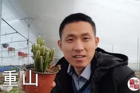万重山多肉植物怎么养护？如何繁殖？看看刚哥养的怎么样？视频封面
