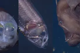 为什么深海生物不会被压扁？