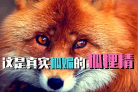 实拍妖媚狐狸冲主人扮可怜撒娇，像小孩一样笑！难怪被叫做狐狸精