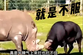 犀牛和水牛本同根生，相煎何太急，保护野生动物世界零距离冷知识视频封面