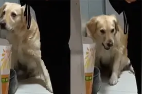 主人炒菜掉块肉，狗子秒按住装若无其事，800个心眼能拍无间道了视频封面