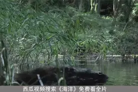游走鲸是鲸的祖先，它既能游泳又能走路，在几百万年前灭绝了视频封面