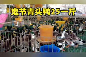 农历七月十四鬼节，南宁青头鸭25一斤，你们觉得贵吗？