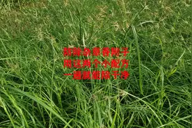 这两个小配方，防除顽固性恶性杂草香附子，一次就能连根铲除视频封面