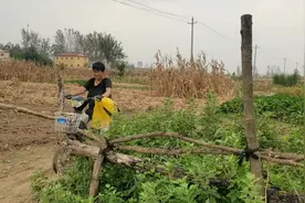 河南农民下地种蒜突然下起大雨，都赶紧往家跑看谁跑的快，真搞笑视频封面