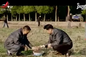 紫杉醇价格昂贵，是从红豆杉果实和树皮提炼的，可治疗癌症