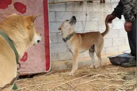 选狗看“罐头和牛头”，鼻子“粗如砂”，才能选到好狗视频封面