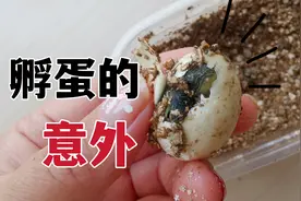 蛋瘪了？不开食？盘点孵龟蛋可能遇到的4种意外情况！#奇妙的动物
