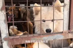 370块！吓破胆的狗狗卖狗贩，当它头朝下进铁笼时，太让人心疼