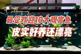 适合新手10大好看又好养的观赏鱼：养鱼笔记第4季38集